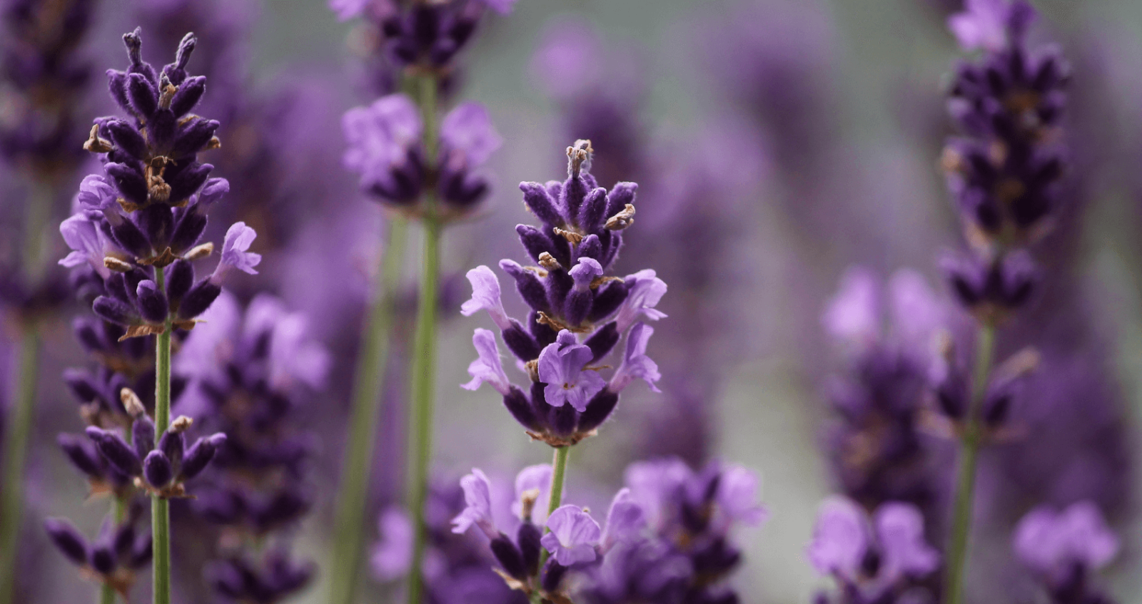 Lavender plant