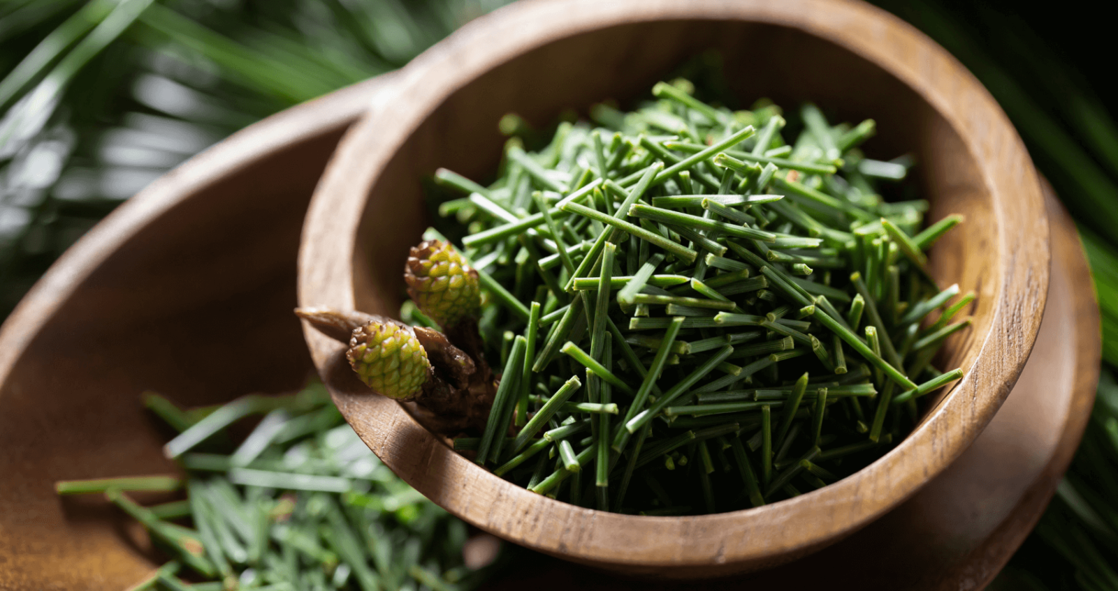 Pine Needle Tea Benefits