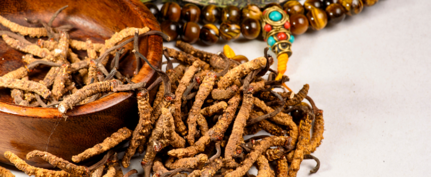 Blog - The fascinating world of cordyceps