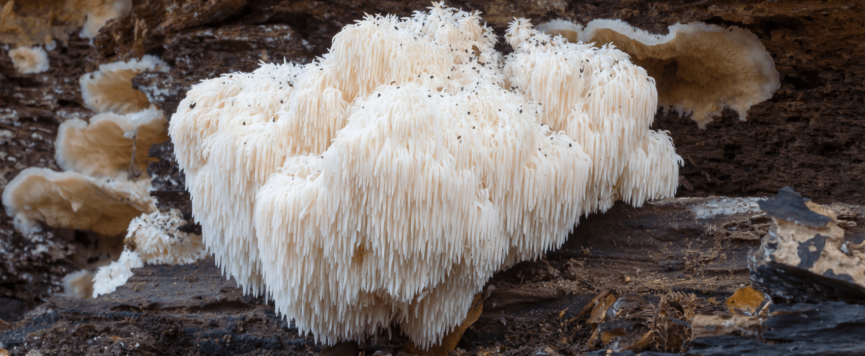 Blog - Lion's mane mushroom frequently asked quest