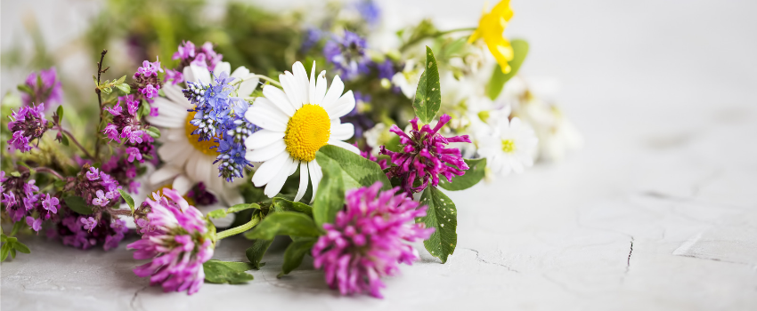 Information page - What is a herbal remedy?