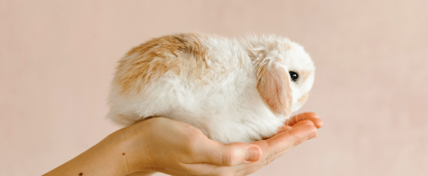 Best cruelty free skin care brands
