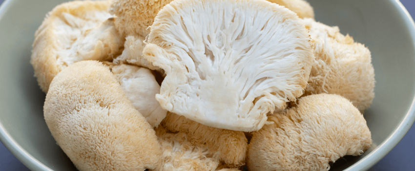 Why lion's mane mushrooms are taking Australia by storm